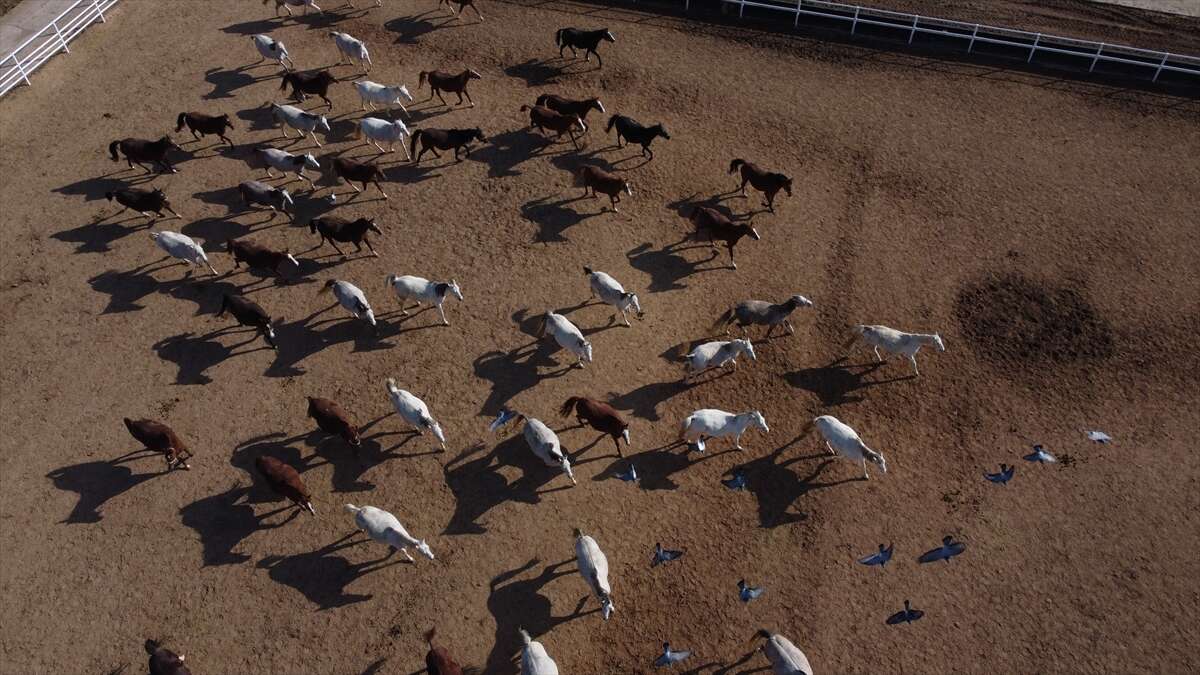 TİGEM’de 120 Safkan Arap Tayı satışa çıkacak 1